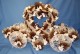 Thumbs/tn_caleche coeur mariage 20_9_08.jpg